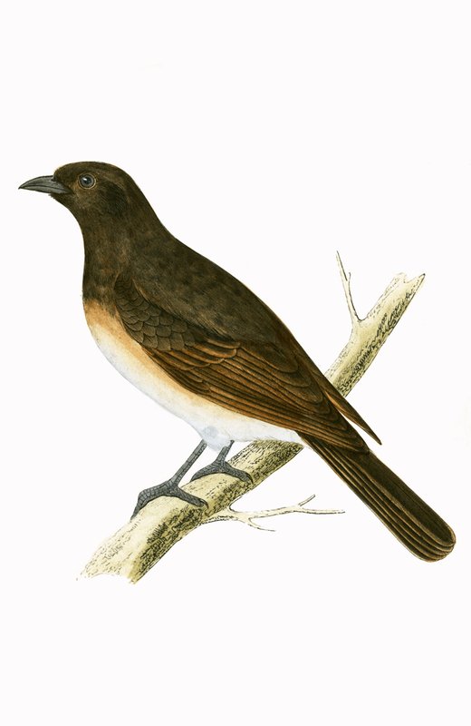 Dusky Ixos, illustration från "A History of the Birds of Europe Not Observed in the British Isles" av Charles Robert Bree (1811-86), publicerad 1867 av English School