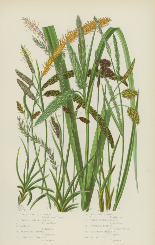Dvärgkapillär Carex, lösblommig alpin Carex, lera Carex, schorched alpin Carex (färglito) av English School