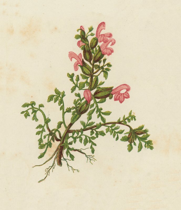 Dvärgrödskallra, Pedicularis Sylvatica (färglitografi) av English School