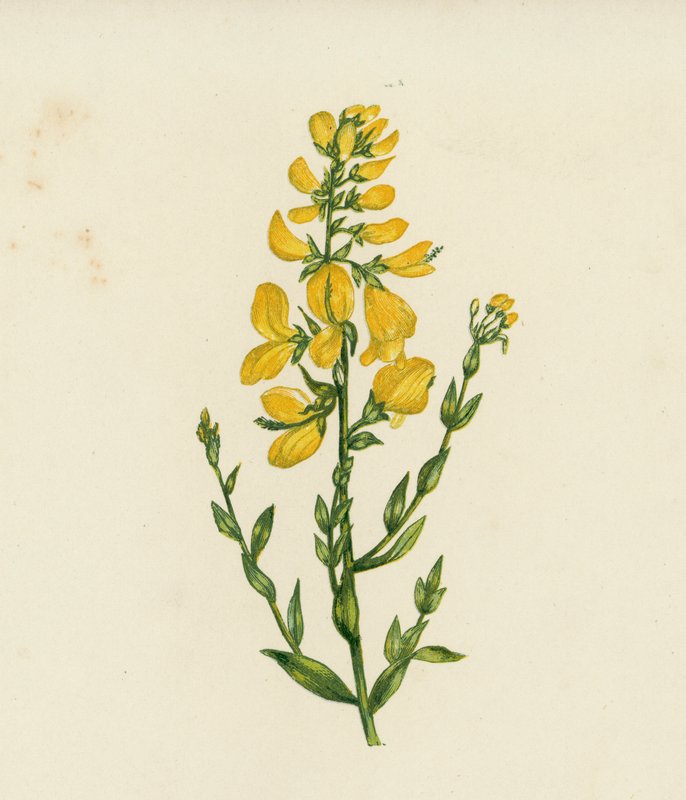 Färgarens gröngöling, Genista Tinctoria (färglitografi) av English School