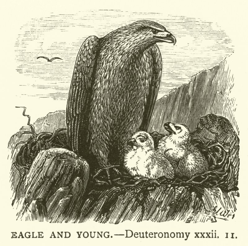 Örn och unga, Femte Mosebok, xxxii av English School
