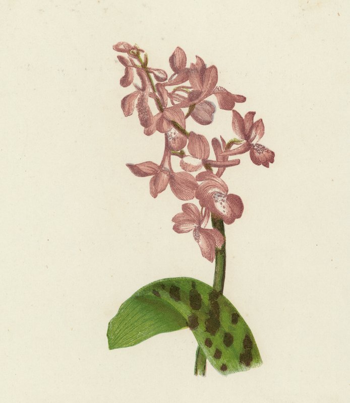 Tidig purpurfärgad orkidé, Orchis Mascula (färglitografi) av English School