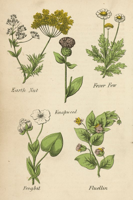 Jordnöt, feberfrossa, knölsmörblomma, grodyngel, fluellin (färglitografi) av English School
