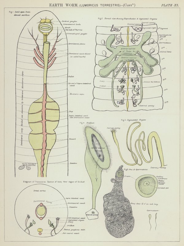 Daggmask, Lumbricus Terrestris (färglitografi) av English School