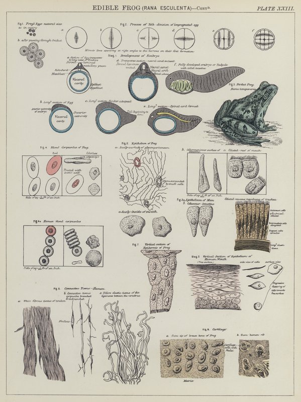 Ätlig groda, Rana Esculenta (färg litho) av English School