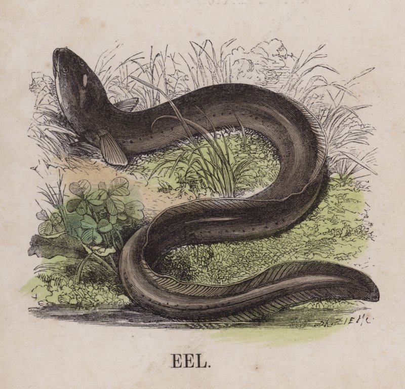 Ål (färgad gravyr) av English School