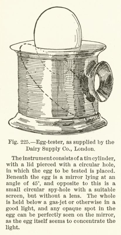 Äggtestare, som tillhandahålls av Dairy Supply Company, London av English School