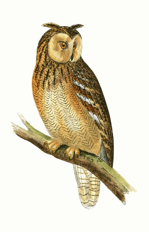 Egyptian Eared Owl, illustration från "A History of the Birds of Europe Not Observed in the British Isles" av Charles Robert Bree (1811-86), publicerad 1867 av English School