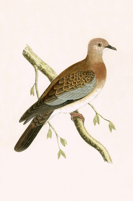 Egyptian Turtle Dove, illustration fra 