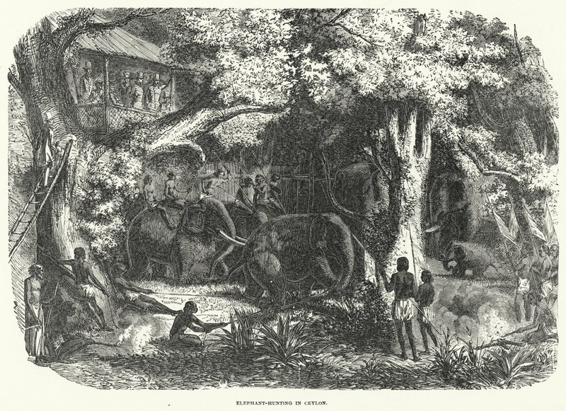 Elefantjakt i Ceylon (gravering) av English School