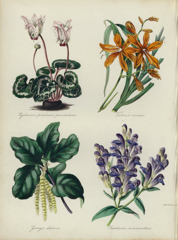 Engelsk blomsterträdgård: Cyclamen persicum punctatum, Tritonia aurea, Garrya elliptica, Scutellaria macrantha (färg litho) av English School