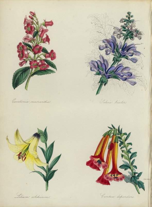 Engelsk blomsterträdgård: Escallonia macrantha, Salvia bicolar, Lilium colchicum, Cantua dependens (färglitografi) av English School