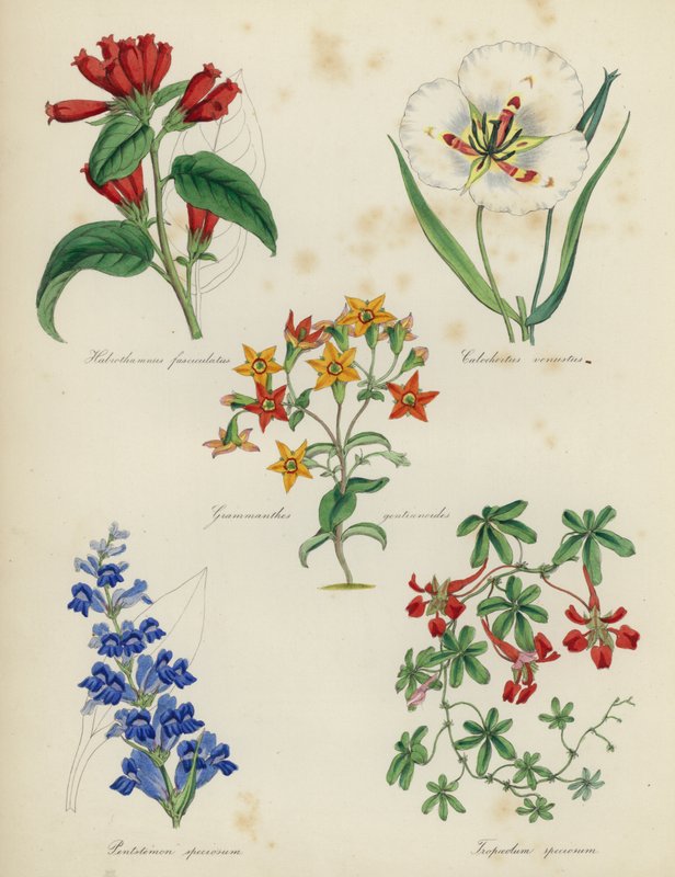 Engelsk blomsterträdgård: Habrothamnus fasciculatus, Calochortus venustus, Grammanthes gentianoides, Pentstemon speciosum, Tropaeolum speciosum av English School