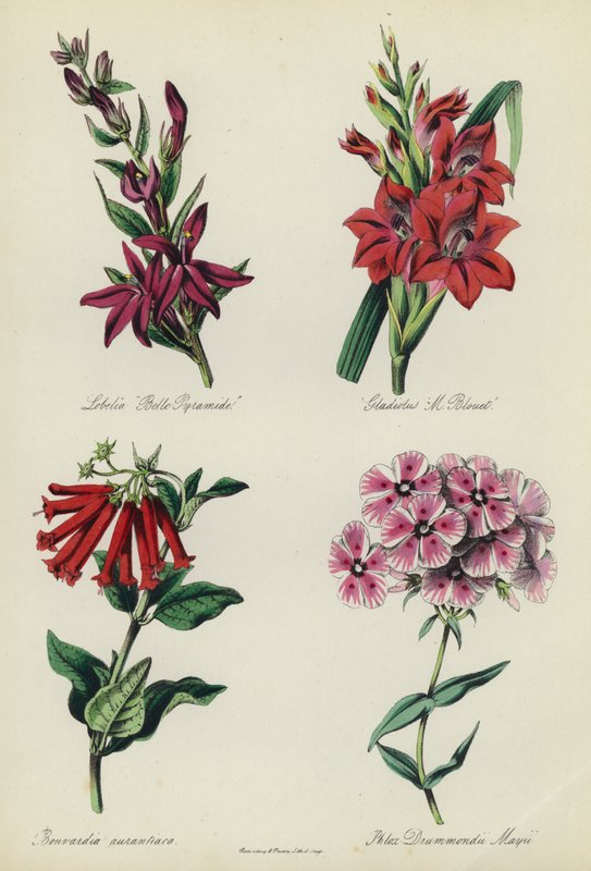 Engelsk blomsterträdgård: Lobelia "Belle Pyramide", Gladiolus "M Blouet", Bouvardia aurantiaca, Phlox Drummondii Mayii av English School