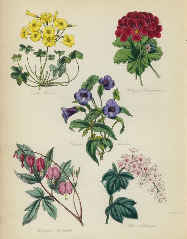 Engelsk blomsterträdgård: Oxalis Cernut, Unique Pelargonium, Torenia Asiatica, Dielytra Spectabilis, Ribes Albidum av English School