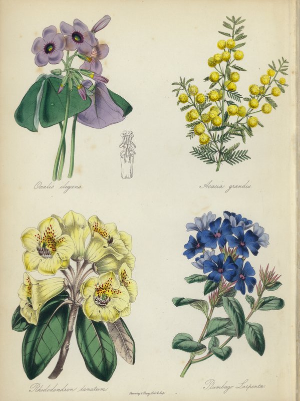 Engelsk blomsterträdgård: Oxalis elegans, Acacia grandis, Rhododendron lanatum, Plumbago Larpentae (färglitografi) av English School