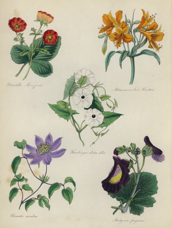 Engelsk blomsterträdgård: Potentilla Menziesii, Alstraemeria Van Houtteii, Thunbergia alata alba, Clematis blue, Martynia fragrans av English School