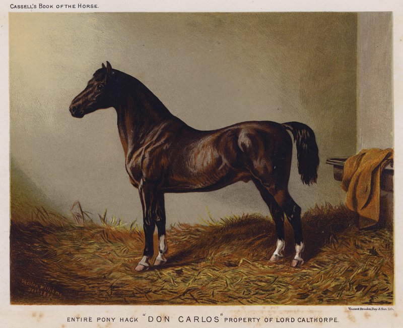 Hela ponnyhacket "Don Carlos", Lord Calthorpes egendom (färg litho) av English School