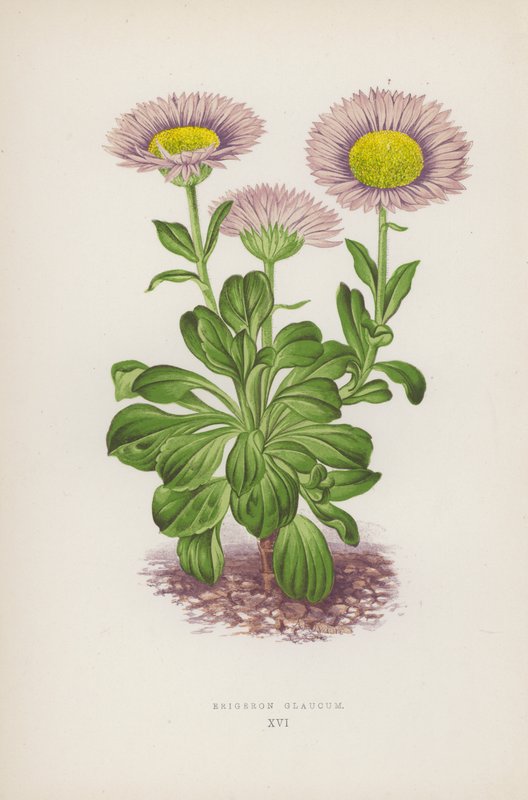 Erigeron Glaucum (färglitografi) av English School