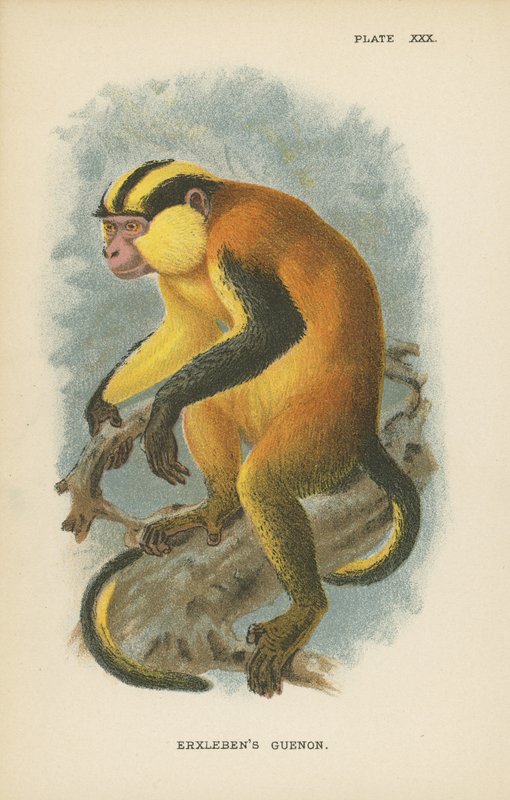 Erxlebens Guenon av English School