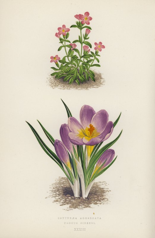Erythraea Aggregata; Crocus Sieberi (färglitografi) av English School