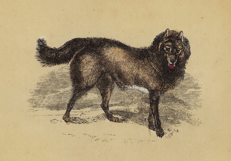 Esquimaux hund (färglitografi) av English School
