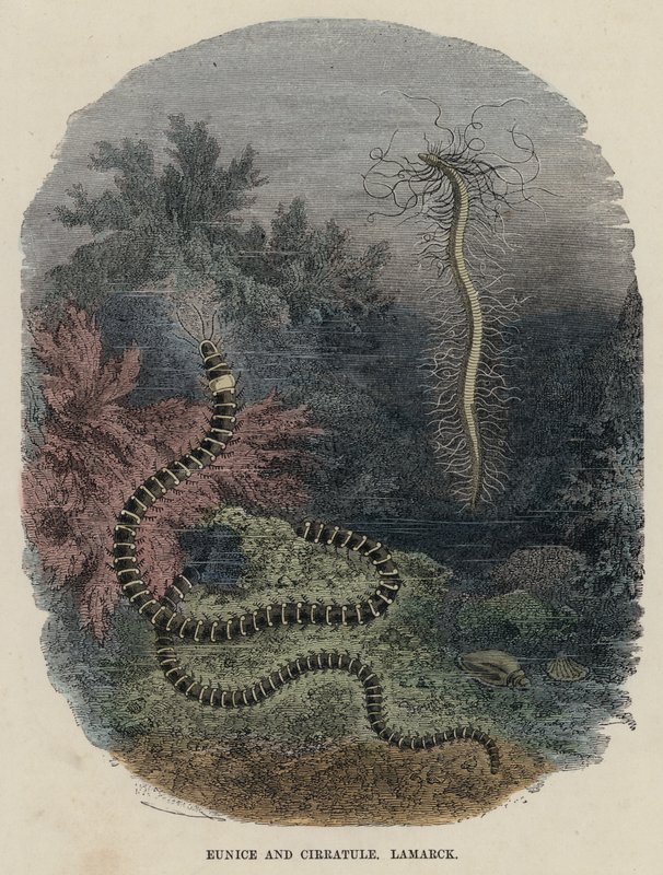 Eunice och Cirratule, Lamarck (färgad gravyr) av English School