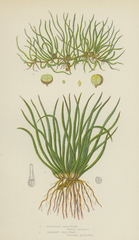 European Quillwort, Creeping Pill-Wort (färg litho) av English School