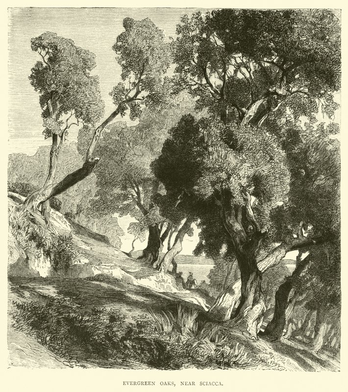 Evergreen Oaks, nära Sciacca av English School