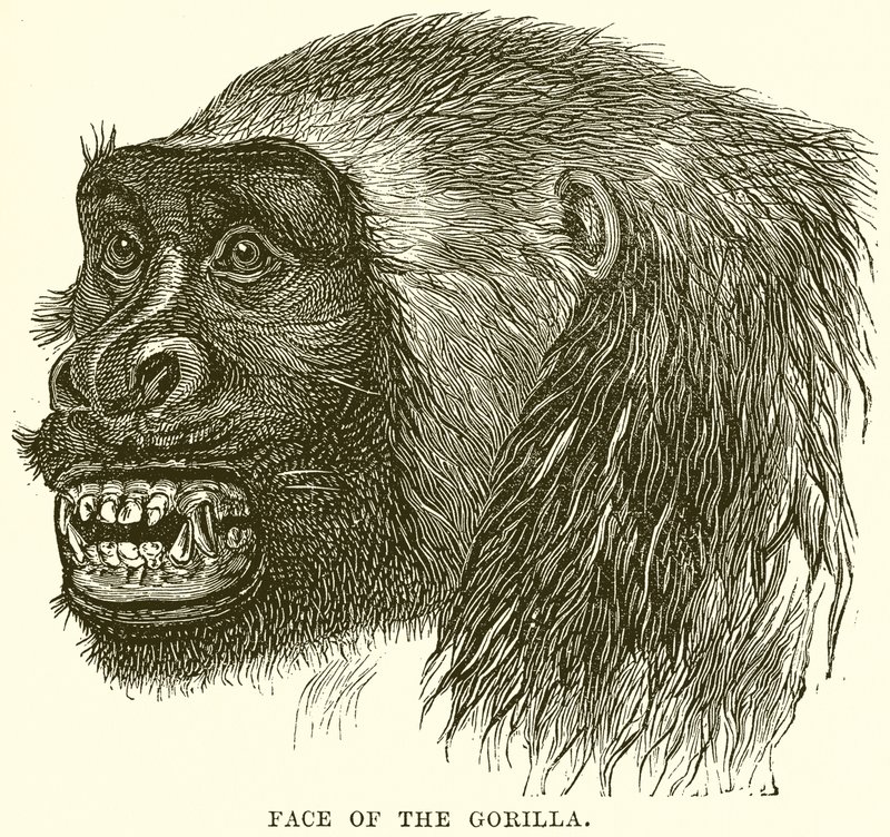 Gorillans ansikte av English School