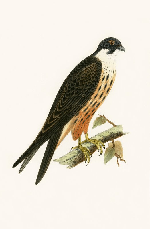 Falco Eleonorae, illustration från "A History of the Birds of Europe Not Observed in the British Isles" av Charles Robert Bree (1811-86), publicerad 1867. av English School