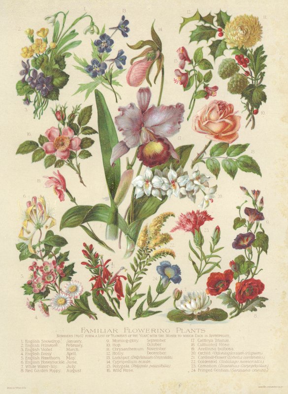 Bekanta blommande växter (färg litho) av English School