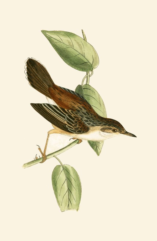 Fantail sångare, illustration från "A History of the Birds of Europe Not Observed in the British Isles" av Charles Robert Bree (1811-86), publicerad 1867 av English School