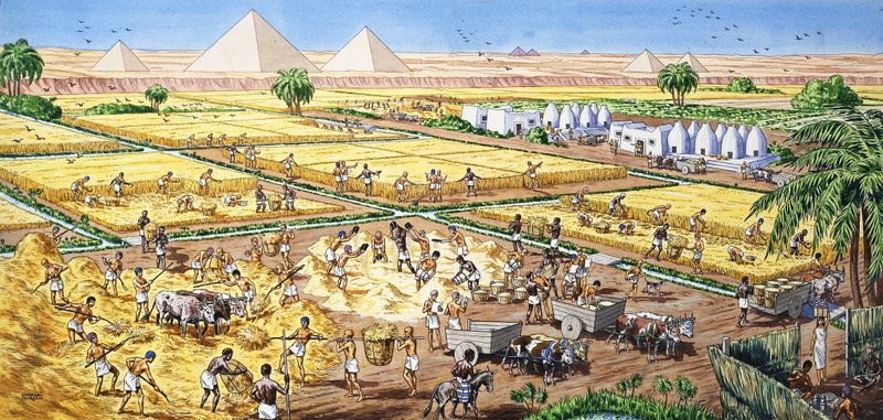 Jordbruk i Egypten av English School