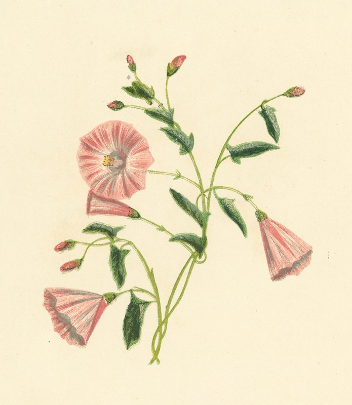 Åkervinda, Convolvulus Arvensis (färglitografi) av English School