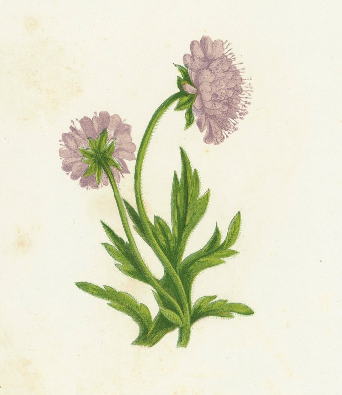 Fält Knautia, Knautia Arvensis av English School