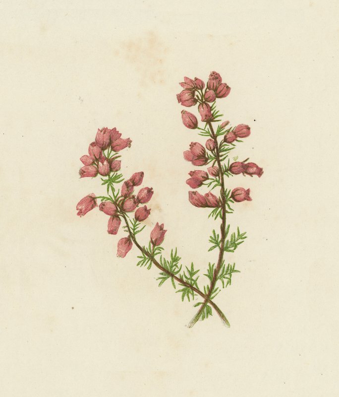 Finbladig ljung, Erica Cinerea (färglitografi) av English School