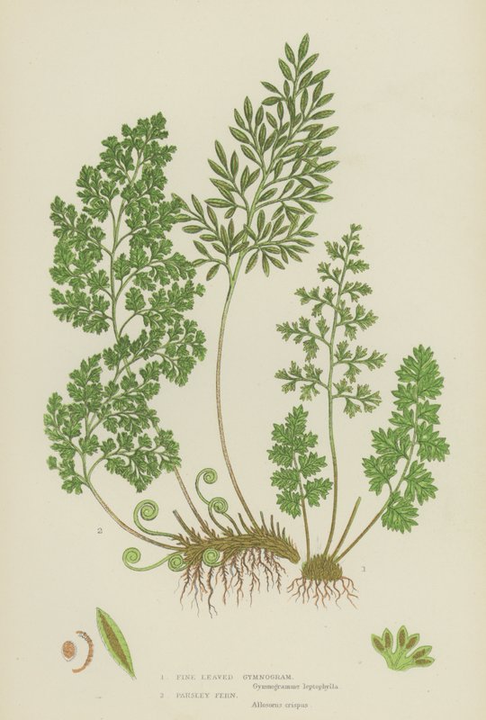 Fine Leaved Gymnogram, Persilja Fern (färg litho) av English School