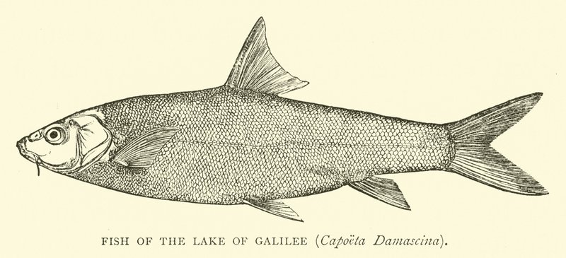Fisk från Galileiska sjön, Capoeta Damascina av English School