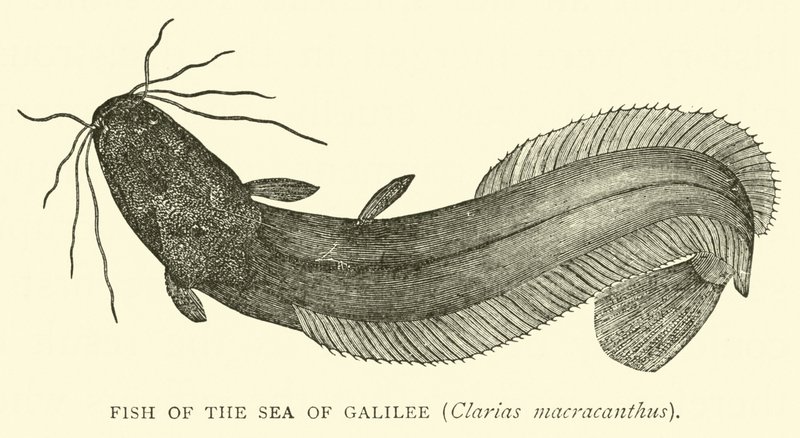 Fisk från Galileiska sjön, Clarias macracanthus av English School