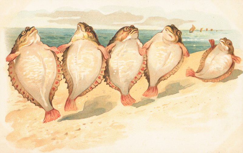 Fem plattfiskar som dansar på en strand av English School