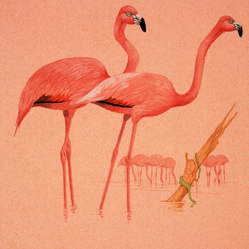 Flamingos av English School