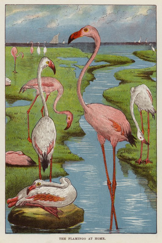 Flamingo (kromolit) av English School