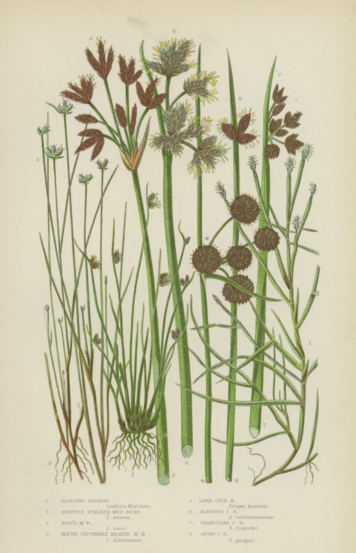 Flytande Isolepis, borststjälkar, Savi