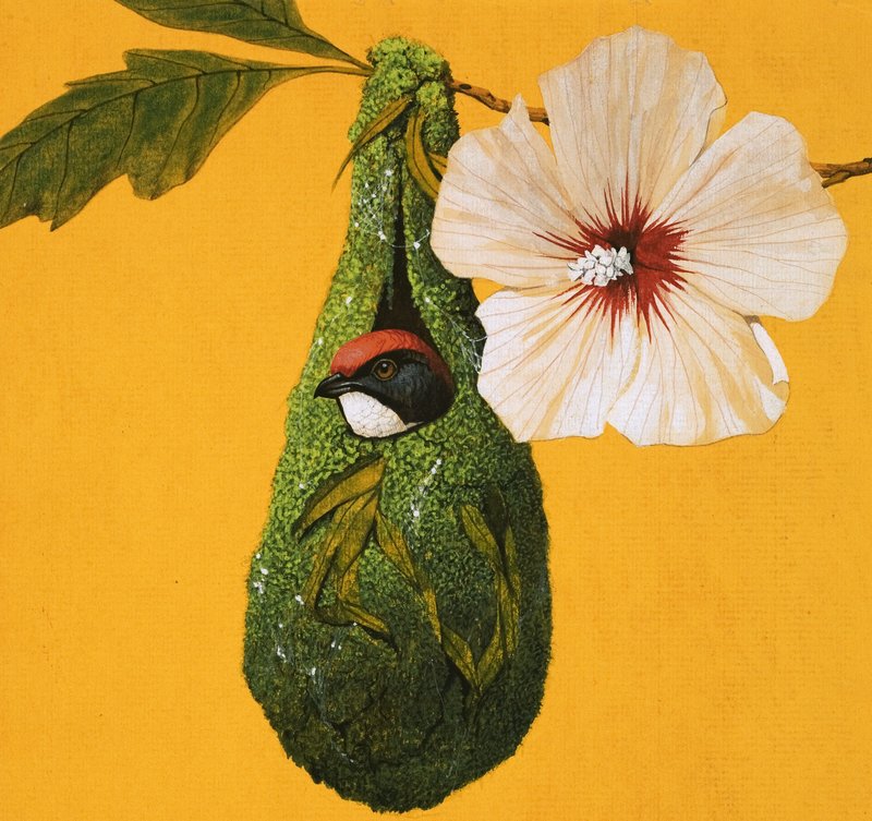Blomspettfågel från Indien och Australien av English School