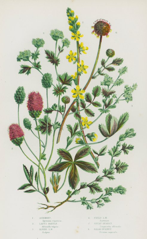 Blommande växter i Storbritannien: Agrimony, Lady