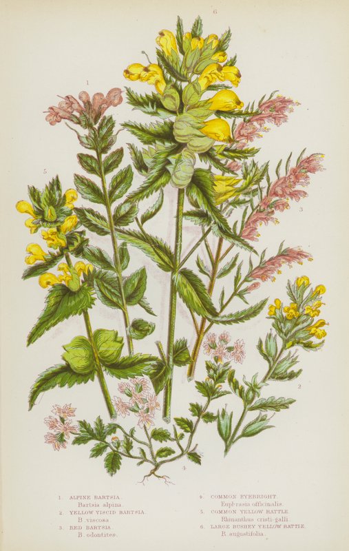 Blommande växter i Storbritannien: Alpine Bartsia, Yellow Viscid Bartsia, Red Bartsia, Common Eyebright, Common Yellow Rattle, Large Bushey Yellow Rattle (färg litho) av English School