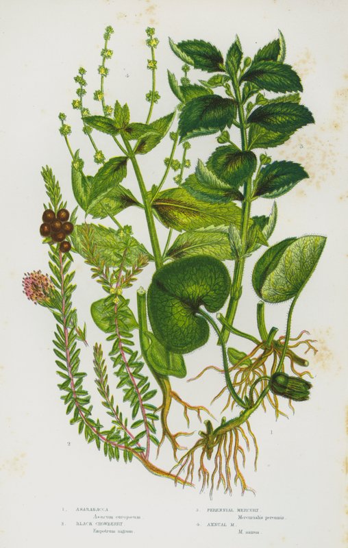 Blommande växter i Storbritannien: Asarabacca, Black Crowberry, Perennial Mercury, Annual Mercury (färg litho) av English School
