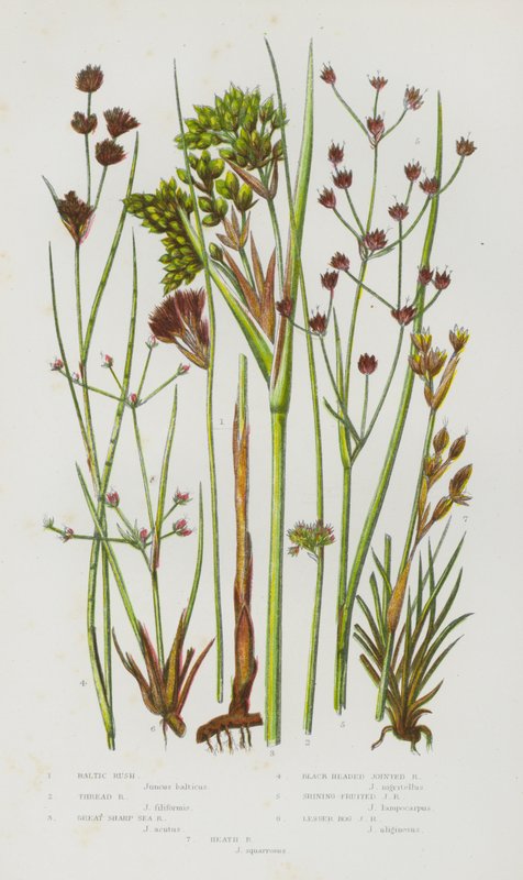 Blommande växter i Storbritannien: Baltic Rush, Thread Rush, Great Sharp Sea Rush, Blackheaded Jointed Rush, Shining Fruited Jointed Rush, Lesser Moss Jointed Rush, Heath Rush (färg litho) av English School
