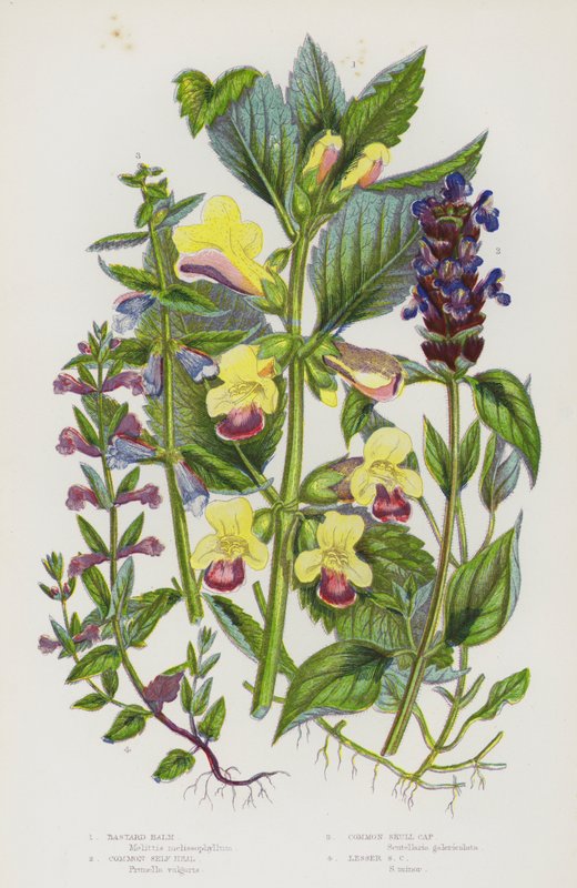 Blommande växter i Storbritannien: Bastard Balm, Common Self Heal, Common Skull Cap, Lesser Skull Cap (färg litho) av English School